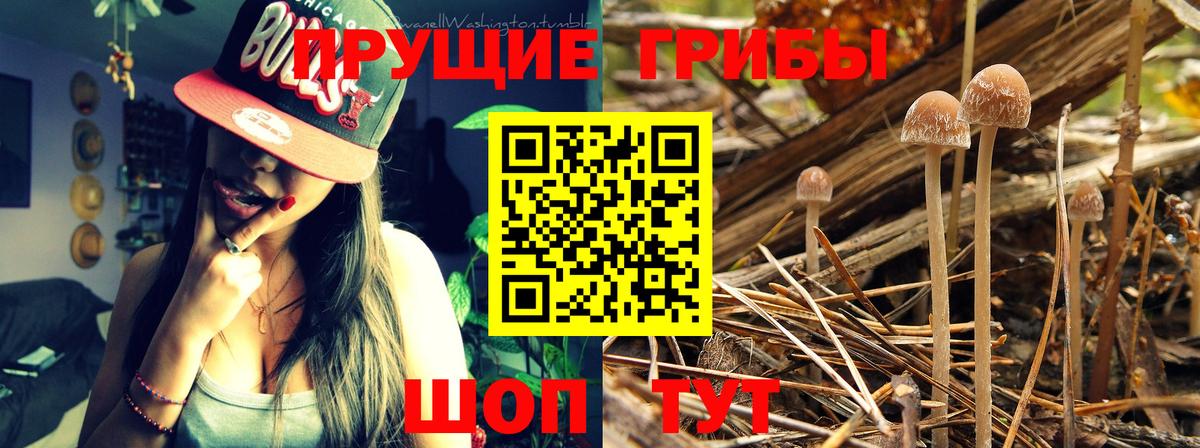 Псилоцибиновые грибы прущие грибы Канаш